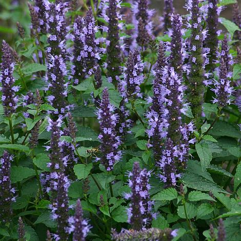 Agastache hybrida 'Astello Indigo'