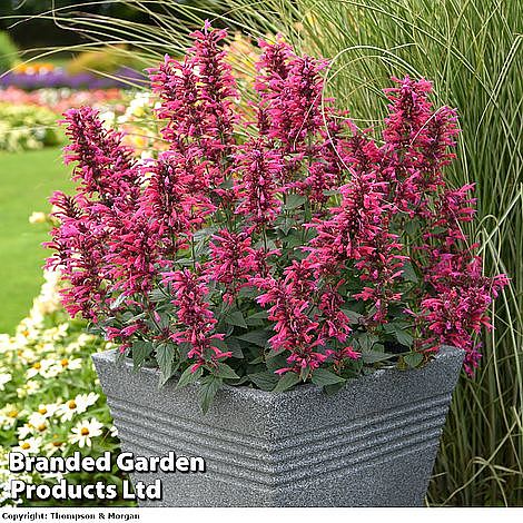 Agastache 'Morello'