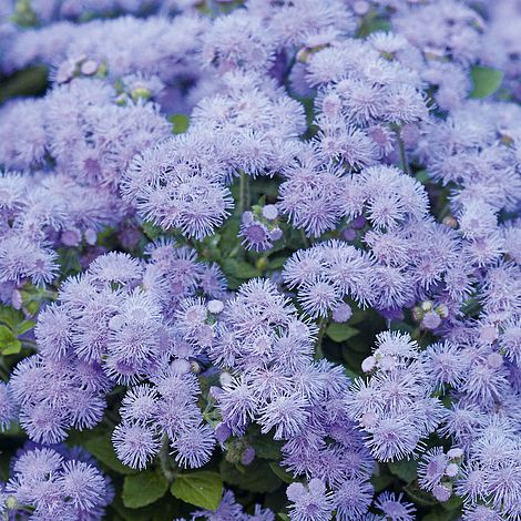 Ageratum houstonianum 'Blue Danube' F1 Hybrid