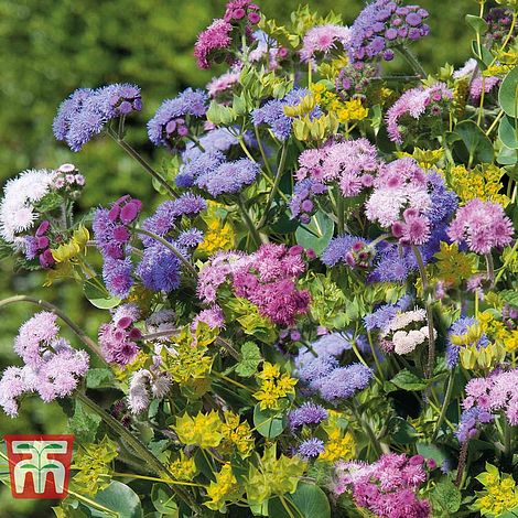 Ageratum houstonianum 'Timeless Mixed'