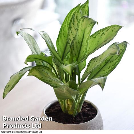 Aglaonema Christina