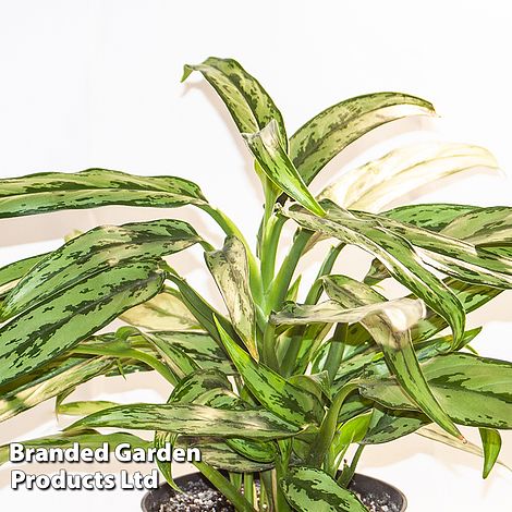 Aglaonema 'Cutlass'