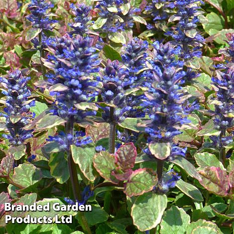 Ajuga reptans 'Burgundy Glow'