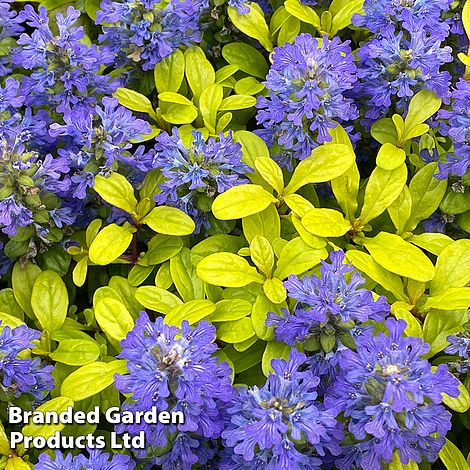 Ajuga Feathered Friends 'Cordial Canary'