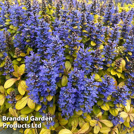 Ajuga Feathered Friends 'Fancy Finch'