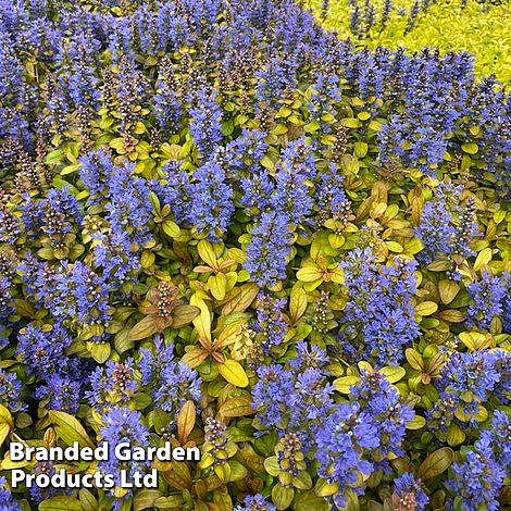 Ajuga Feathered Friends 'Petite Parakeet'