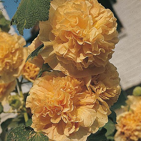 Hollyhock 'Chater's Double Apricot'