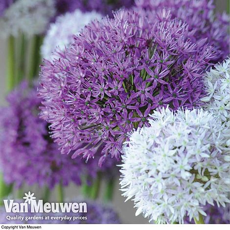 Allium 'Big Impact Mix'