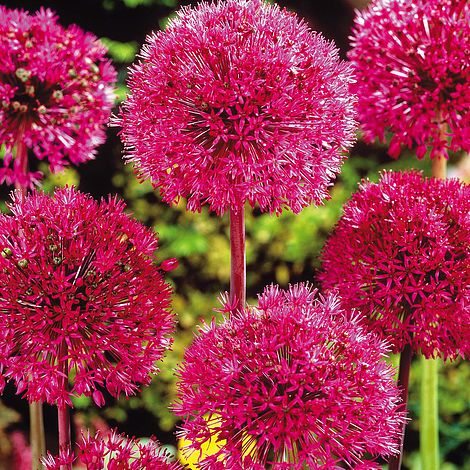 allium stipitatum vanmeuwen meuwen