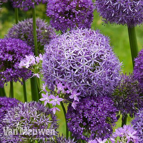 Allium Cut Flower Collection