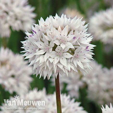 Allium amplectens 'Graceful Beauty'