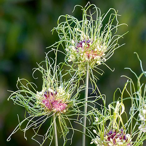 Allium 'Hair'