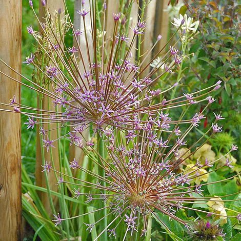 Allium 'Schubertii'