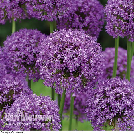 Allium 'Purple Sensation'