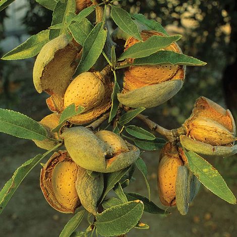 Almond 'Robijn'