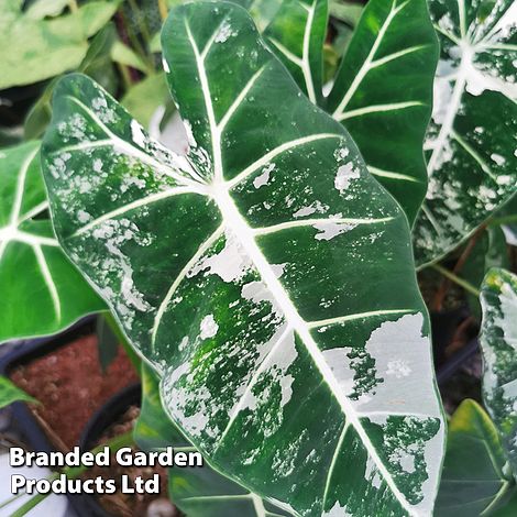 Alocasia cuprea 'Frydek Variegata'