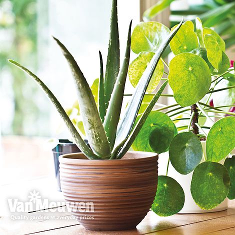 Aloe vera