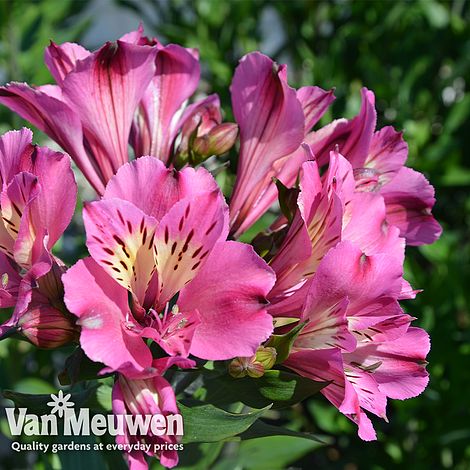 Alstroemeria 'Summer Saint'