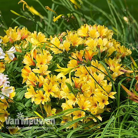 Alstroemeria 'Spring Valley' (Summer Paradise Series)