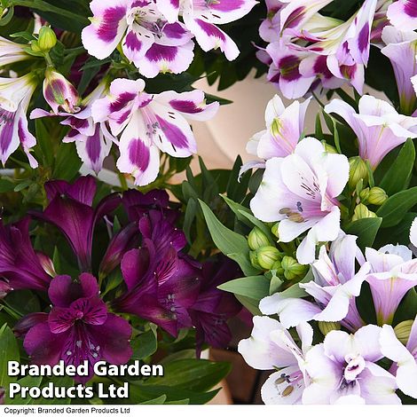 Alstroemeria inticancha 'Purple Passion Collection'