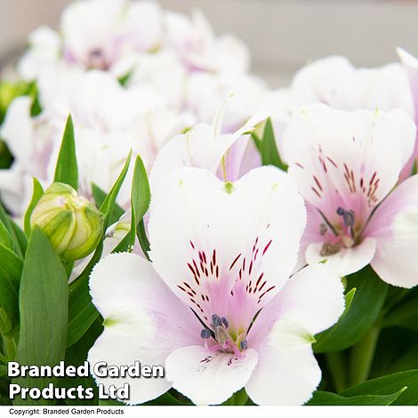 Alstroemeria 'Inticancha Moon'