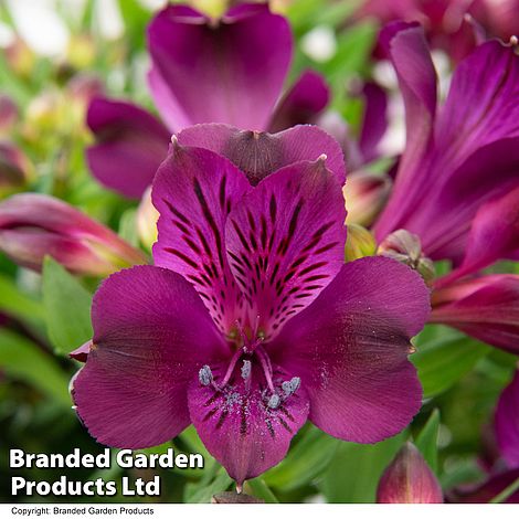 Alstroemeria 'Inticancha Paraiso'