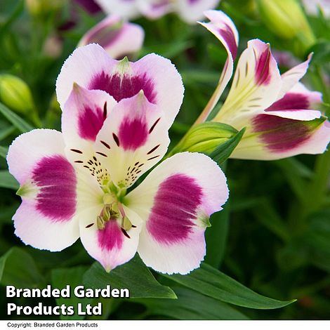 Alstroemeria 'Inticancha Passion'