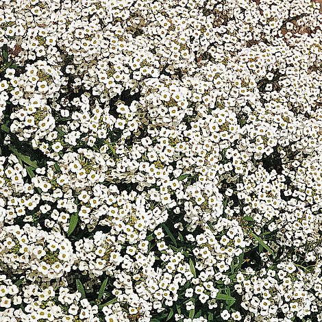 Alyssum 'Carpet Of Snow'