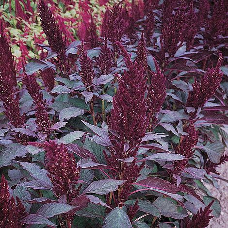 Amaranthus paniculatus 'Marvel Bronze'