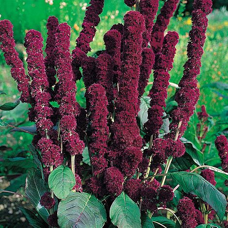 Amaranthus caudatus 'Fat Spike'