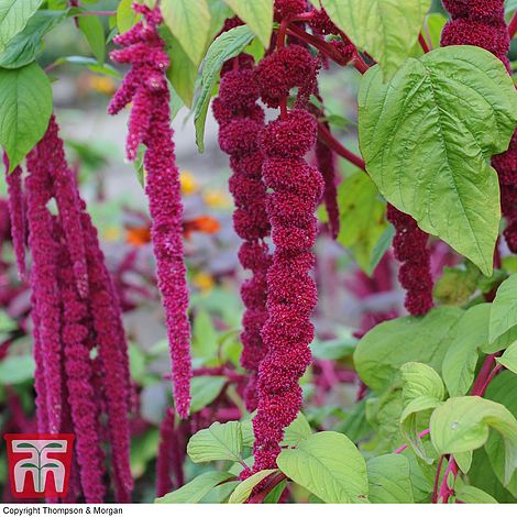 Amaranthus caudatus 'Love Lies Bleeding'