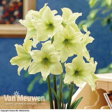 Amaryllis 'Lemon Star'