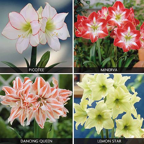 Amaryllis Collection