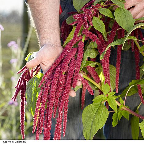 Amaranthus caudatus