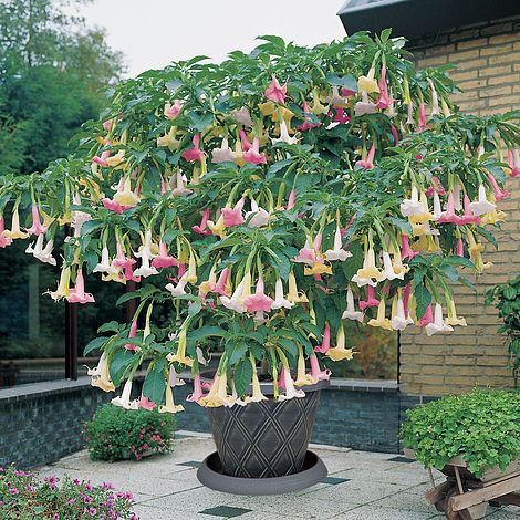 Angels Trumpet Tricolour Van Meuwen