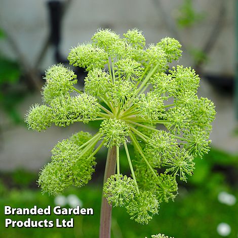 Angelica archangelica