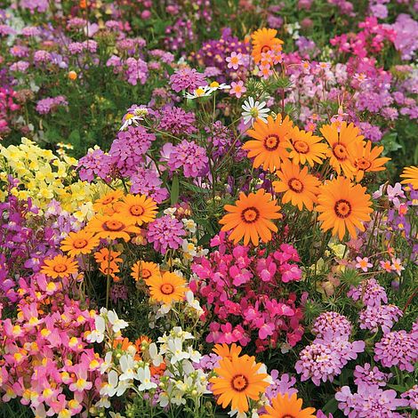 Easy Annuals 'Fairy Mixed'