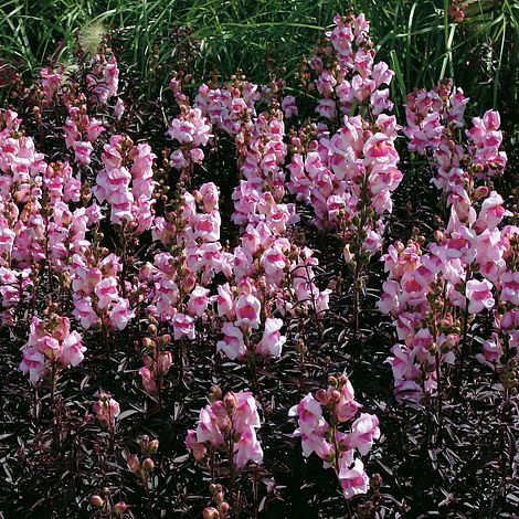 Antirrhinum majus 'Bronze Dragon'