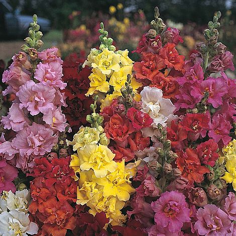 Antirrhinum majus 'Double Madame Butterfly Mixed' F1 Hybrid