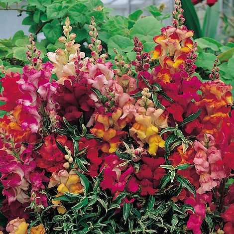 Antirrhinum nanum 'Frosted Flames' (VM Seeds)