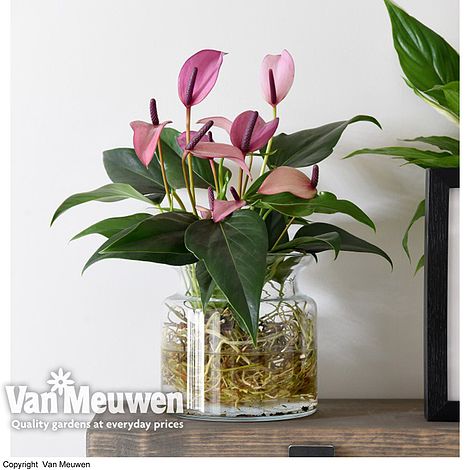 Anthurium Aqua in Sierglass (House Plant)