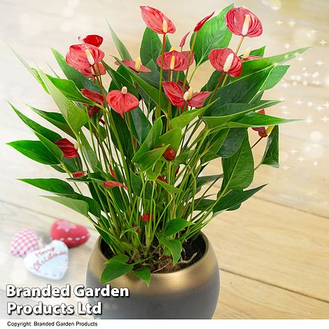 Anthurium 'Million Flower'