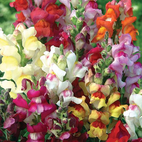 Antirrhinum majus 'Circus Clowns'