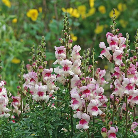 Antirrhinum majus 'Lucky Lips'