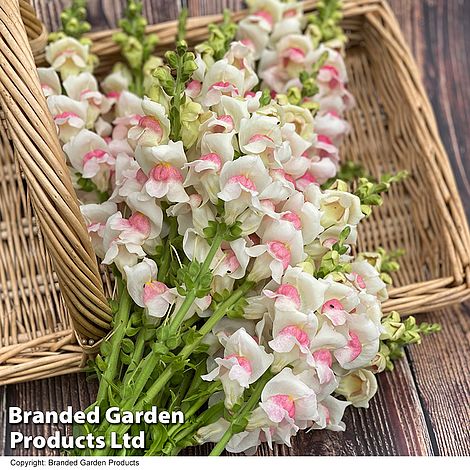 Antirrhinum majus 'Potomac Apple Blossom' F1