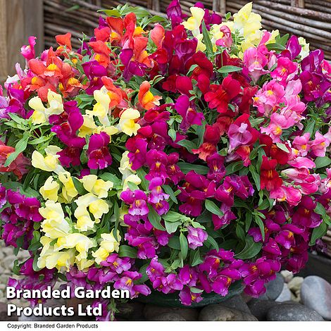 Antirrhinum 'Candy Showers'