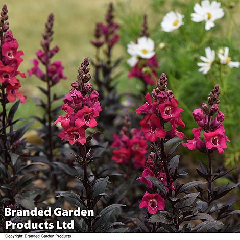 Antirrhinum 'Cherry Cola'