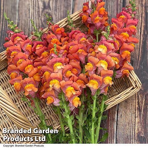 Antirrhinum majus 'Potomac Dark Orange' F1