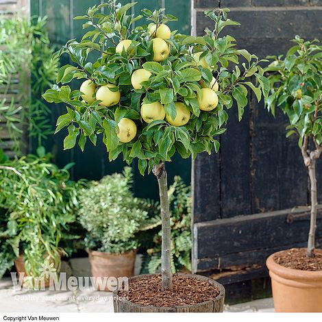 Apple 'Golden Delicious' (Mini Fruit Tree)