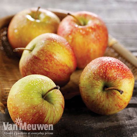 Apple 'Braeburn'